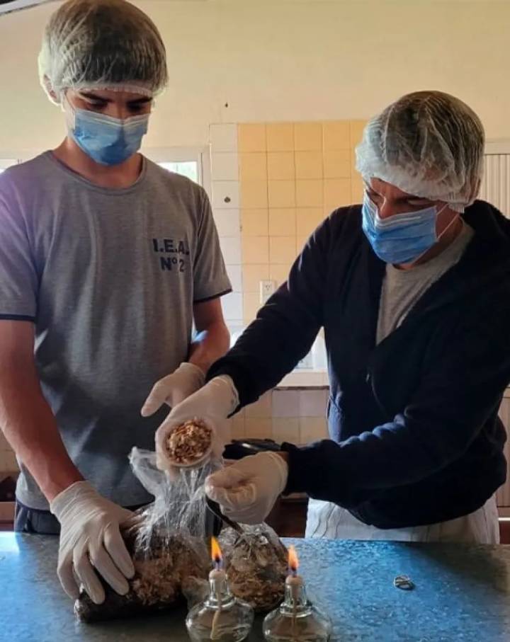 Profundizan el impulso al desarrollo de hongos comestibles