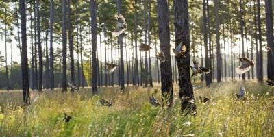 What happened to the quail? A wildlife biologist shares the answer