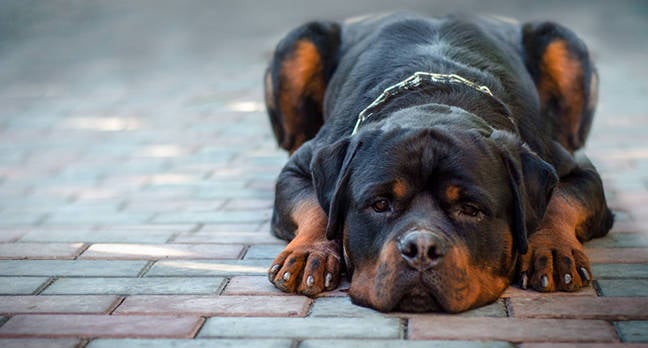 Calls grow for inquiry into UK data watchdog after MoD leak • The Register