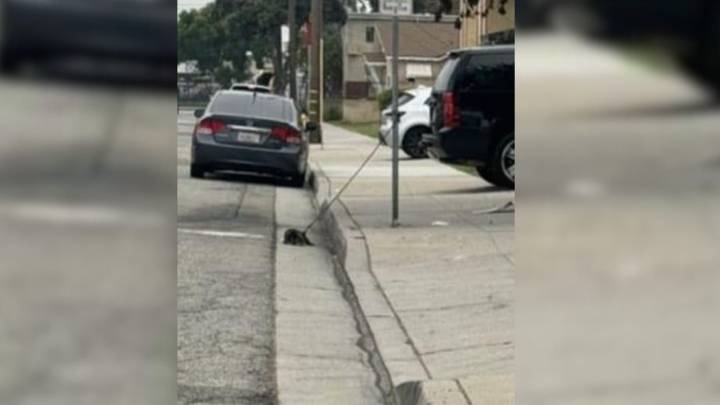 Helpless Pup Tied To A Pole In California Is Ignored By Everyone Until A Rescuer Finally Stops