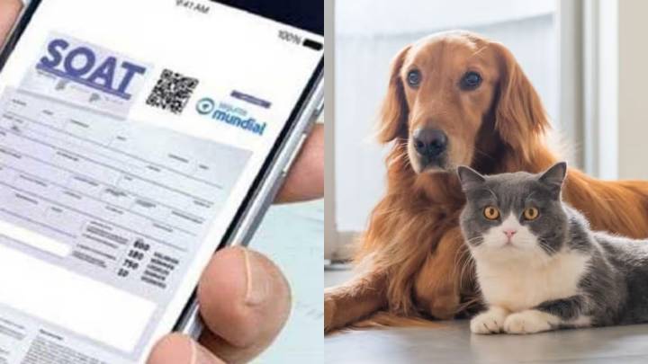 ¡Cuídate a ti y a los tuyos! Tu SOAT y seguro para mascotas ahora en Canal 1