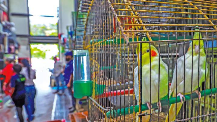 Comerciantes en La Minorista dicen estar dispuestos a dejar de vender animales vivos si la alcaldía los apoya