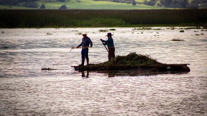 Región de Tulancingo lidera cría de peces