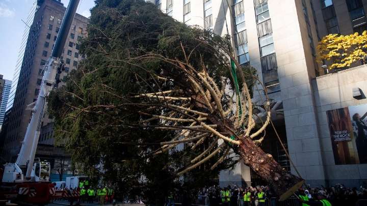 Nueva York da la bienvenida a la Navidad con el tradicional árbol del Rockefeller Center