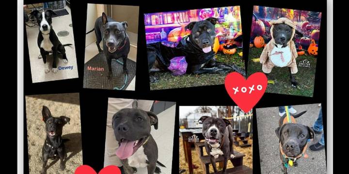 ‘Black Dog Friday:’ Adoption fees for Stark County dogs with black fur just $60