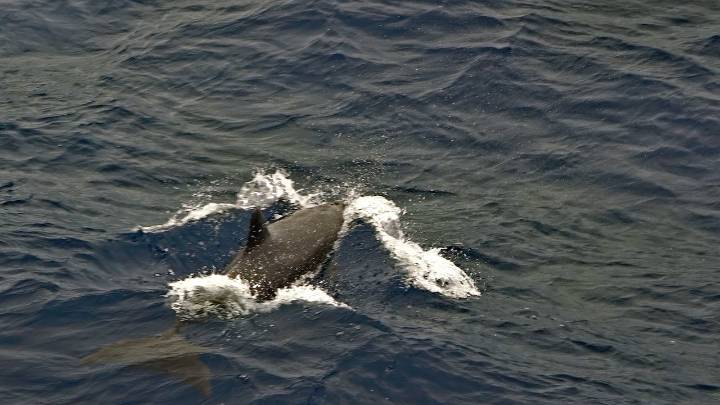 Documental “La Isla del Tiburón”, un metraje que busca rendir homenaje a las tres décadas del Santuario de Malpelo