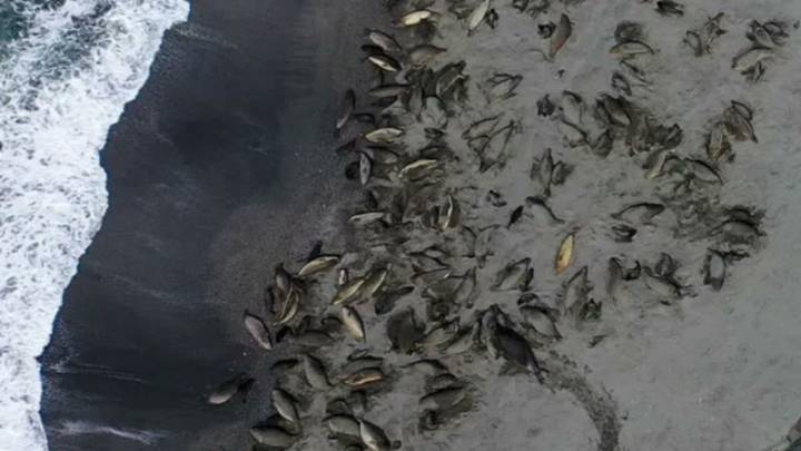 Devastación en la Antártida: gripe aviar mató a la mitad de las focas hembras