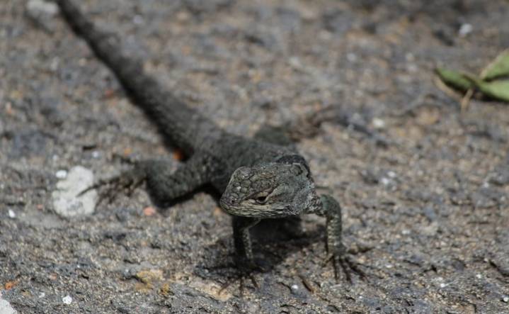 ¿Qué significa que aparezcan lagartijas y salamanquesas en una casa nueva?