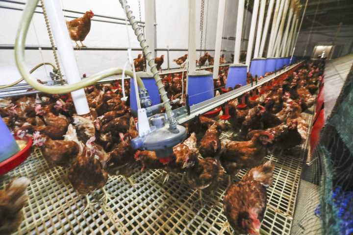 La gripe aviar dispara el precio de los huevos y la docena ya cuesta un euro más