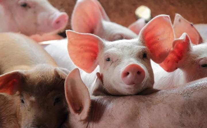 Suspenden importación de carne de cerdo de España