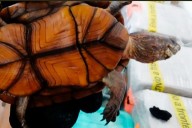 Rescatan 774 tortugas en cajas de cartón en el Aeropuerto de Tijuana