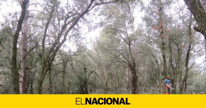 Se detectan cuatro nuevos casos de jabalíes muertos por peste porcina africana en Cerdanyola