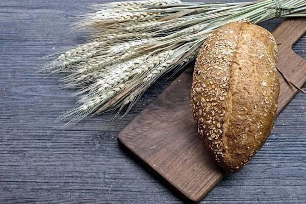 El primer trigo en México