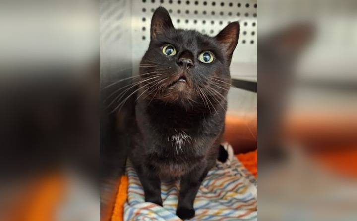 Pause for pets: Meet Calgary Animal Services’ 8