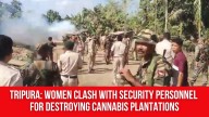 Tripura: Women Clash with Security Personnel for Destroying Cannabis Plantations