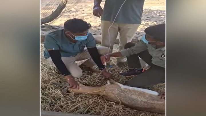 Blackbuck deaths: Belagavi zoo was alerted about Hemorrhagic septicemia outbreak in region 3 months ago