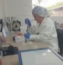 Laboratorio veterinario de Arauca apoya el diagnóstico de brucelosis bovina