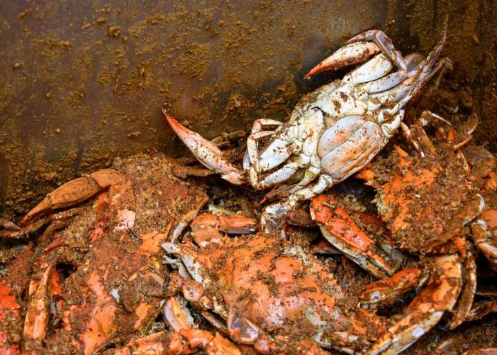 Skipjack's Crab House to close in Overlea after lease not renewed