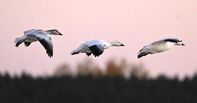 B.C. animal sanctuary tells of threats, 'unjustified hate' since reporting avian flu