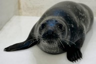 Heartbreak at NJ stranding center after rescued seal's death