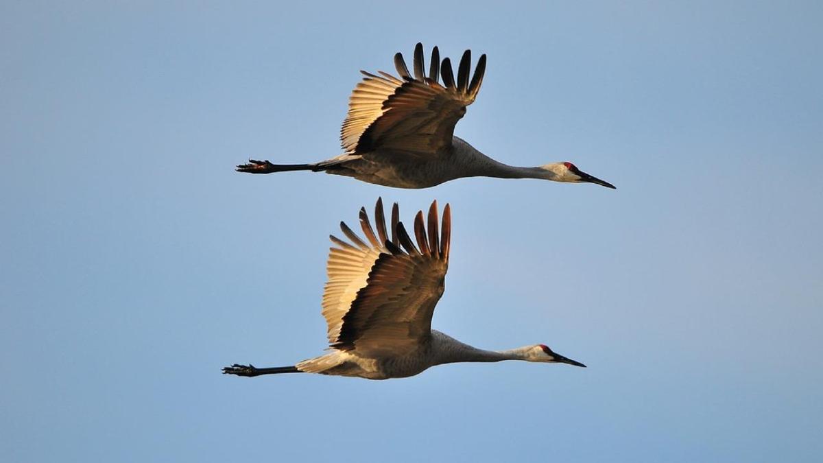 Detectados varios casos de gripe aviar en el Parque Nacional de Las Tablas de Daimiel