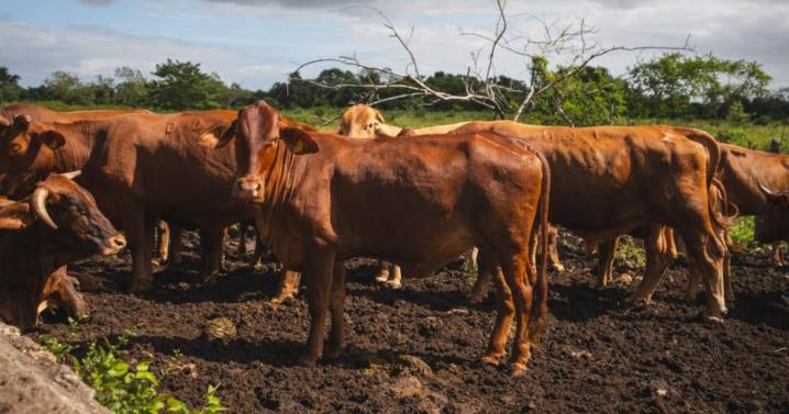 Yucatán registra 90% de animales recuperados tras gusano barrenador