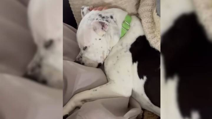 Georgia Dog Found Injured On Highway Begins His Fight For A Second Chance