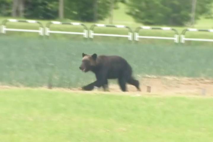 Travel alert: Bear attacks at popular island destination leads to federal warning