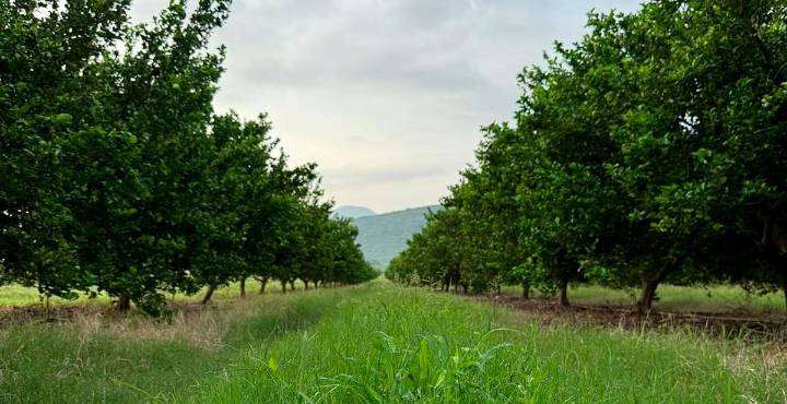 Sigue la crisis limonera en la Tierra Caliente de Michoacán