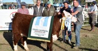 Una cabaña de Carmen de Patagones fue destacada como la mejor en la cría de Hereford Puro de Pedigree de la Patagonia