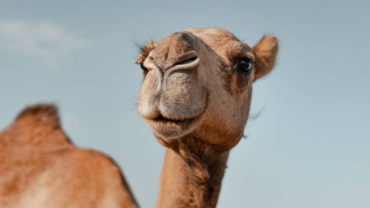 A Unique Protein in Camels And Llamas May Protect The Brain From Alzheimer's