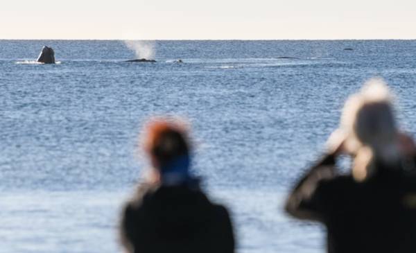 El fin de semana largo tuvo más ocupación turística que el año pasado en Madryn