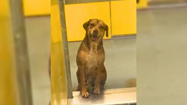 Texas Dog Spends 420 Days In Shelter, Waiting For A Loving Family To Notice Him