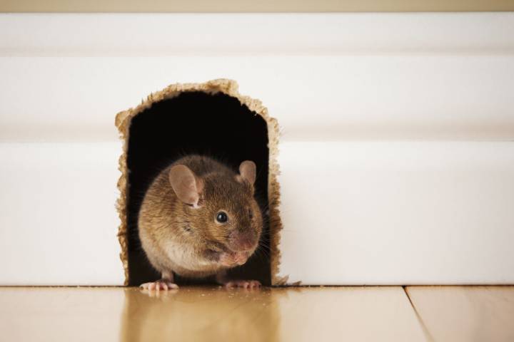 Don’t Let Mice Move In This Fall—Here’s Where They Hide and How to Keep Them Out