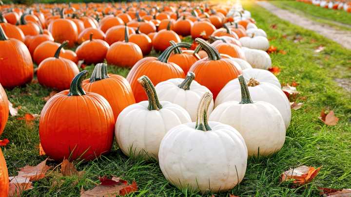 White Vs Orange Pumpkins: Do They Taste The Same?