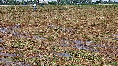 Centre Rolls Out Insurance Cover For Crop Loss Due To Wild Animals, Paddy Inundation To Help Farmers