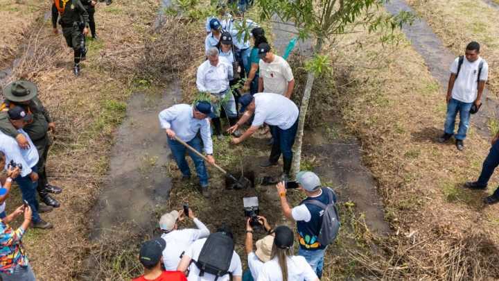 ¿Cómo lograr que el Valle del Cauca tenga un millón de árboles más? Ponga el terreno y la CVC le entrega los gigantes: este es el proceso