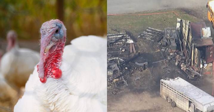 Turkey farm devastated in pre-Thanksgiving fire "amazed" by generous offer from loyal customers