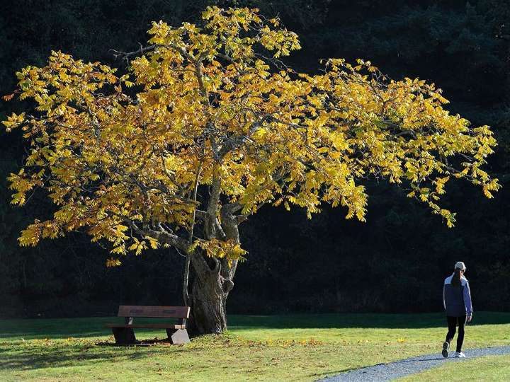 Metro Vancouver looks to expand camping opportunities in the region as demand grows