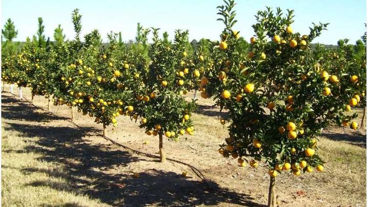 La helada de julio obliga a Argentina a redirigir sus cítricos hacia mercados de corta distancia