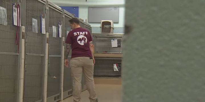 Metro Nashville may soon have a new Animal Care and Control Commission