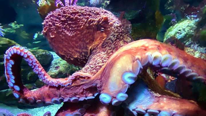 9 of the smartest animals in the world