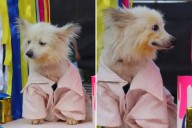 Hearts Break for Dog Returned To Shelter After One Hour for Shocking Reason %%page%% %%sep%% %%sitename%% Hearts break for dog returned to shelter after one hour for shocking reason