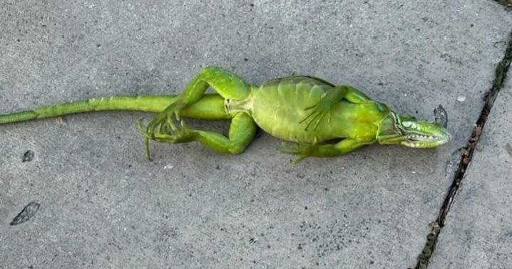 Las iguanas comienzan a caer de los árboles en el sur de Florida por el frío