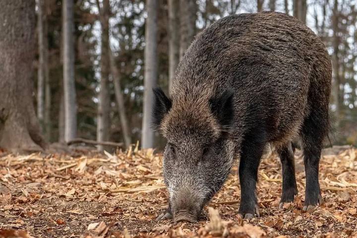 Detectados cuatro nuevos casos de peste porcina africana en jabalíes muertos en la misma zona que los dos primeros, en Barcelona