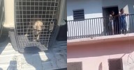 Mujer arroja a un perro desde un segundo piso durante desalojo en Tuxtla Gutiérrez, Chiapas
