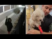 Woman arrested after dog thrown over fence in plastic bag, injured