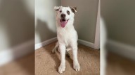 Stray Dog Finds New Home In Ohio And Reveals A Big Surprise