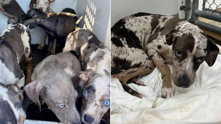 Florida Rescuers Save 20 Leopard Dogs Found Living In Unimaginable Neglect