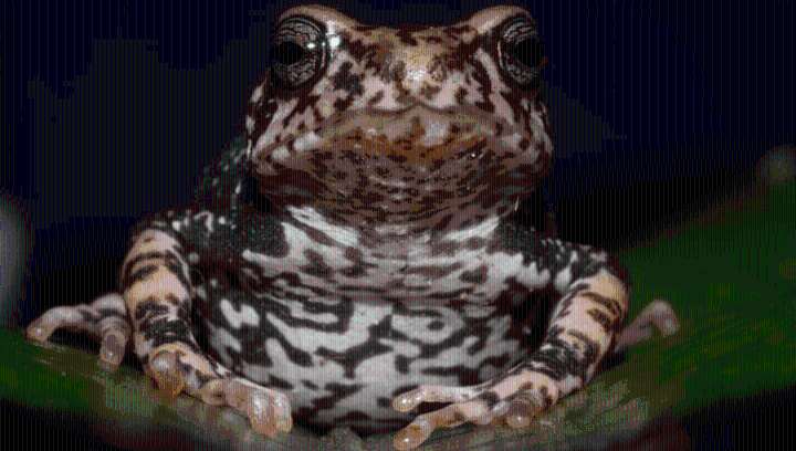 Three new Species Of Rare Toads That Give Birth To Live Young Like Humans Discovered